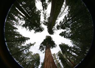 Giant Sequoias